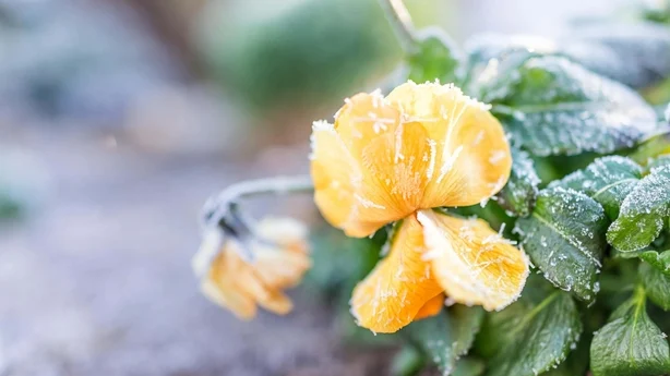 En gul blomst i blomst