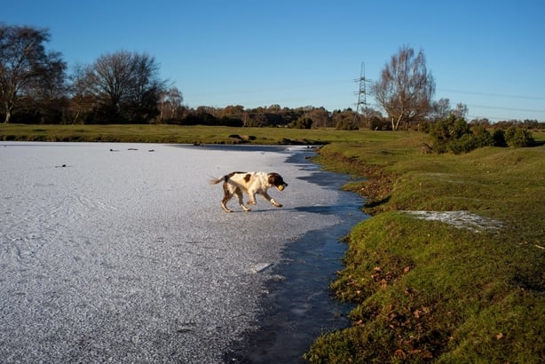 En engelsk springer spaniel lÃ¸per over den frosne isen til Sturtmoor Pond som ligger i Plaitford Common like utenfor The New Forest UK.