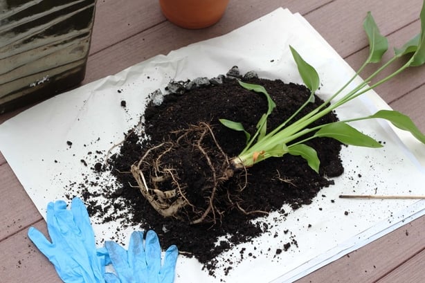 En plante ut av potten