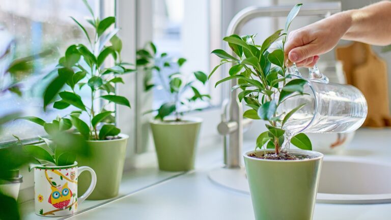 Vanner du potteplantene dine for mye?