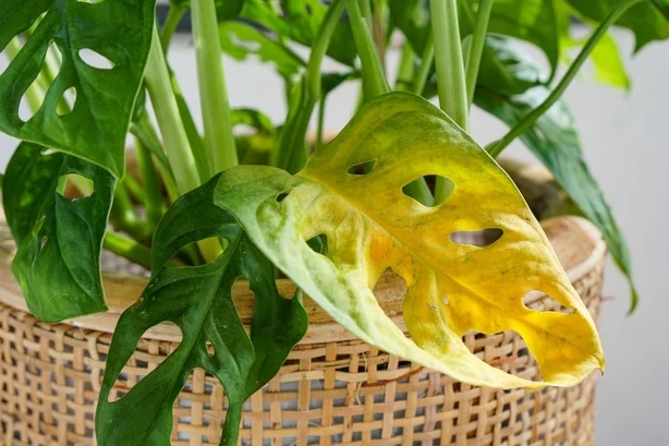 En plante med gulnende blader