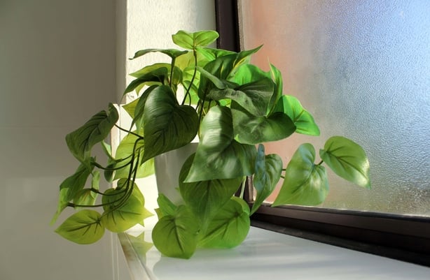 En sunn plante