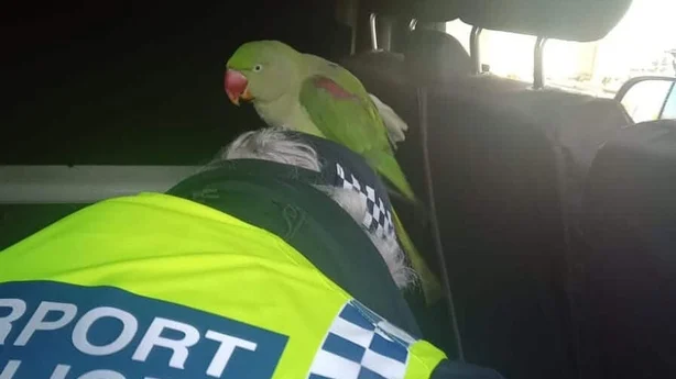 papegÃ¸ye