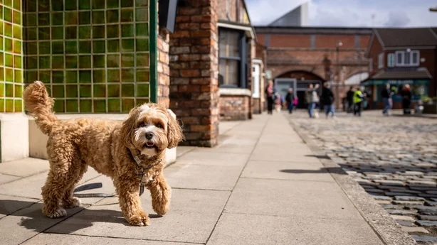 Harry the Cavapoo pÃ¥ Coronation Street-brosteinene i Manchester. Foto: James Speakman/PA Media Assignments