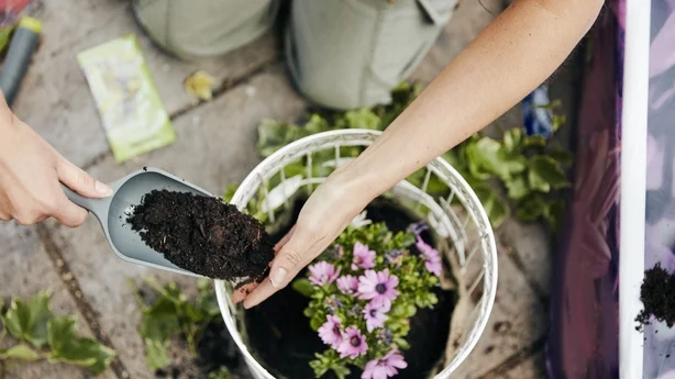 En kvinne som planter opp en kurv med blomster og legger jord rundt plantens fot.