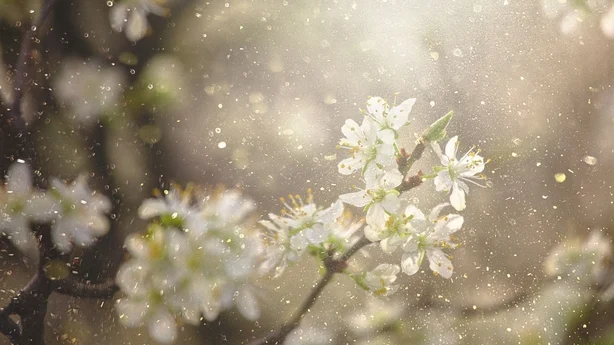 pollen fra blomster