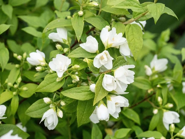 Hvite blomster