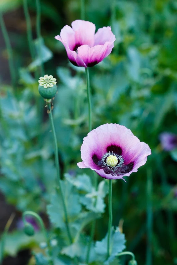 En lilla blomst