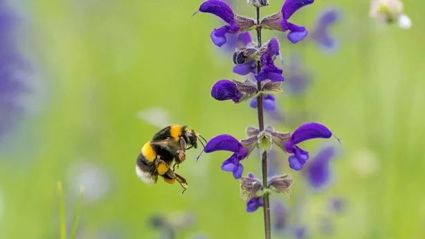 Bufftailed humle på salvia (Dave Goulson/PA)
