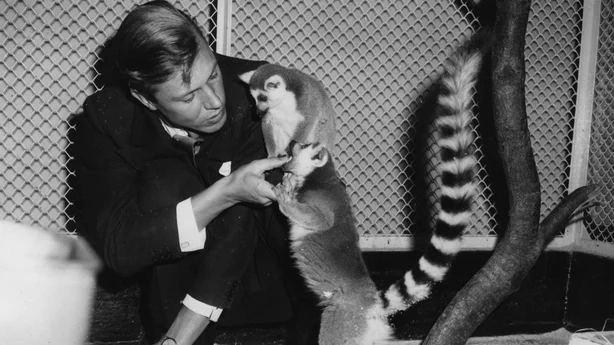 Den engelske naturforskeren og kringkasteren David Attenborough med to ringhalelemurer under en juleforelesning i London zoo. (Foto av Keystone/Getty Images)