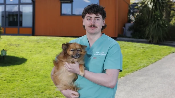 Veterinær holder en hund