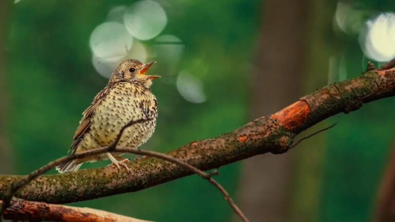Dawn Chorus: Ikke gÃ¥ glipp av det syv timer lange radiomaratonet
    

