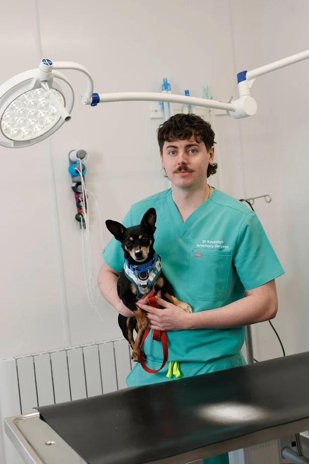 Veterinær holder en hund