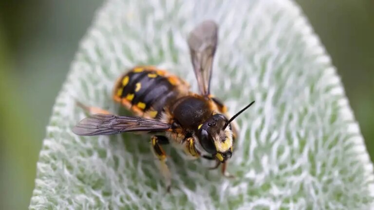 World Bee Day: 5 bier å identifisere denne sommeren
    


