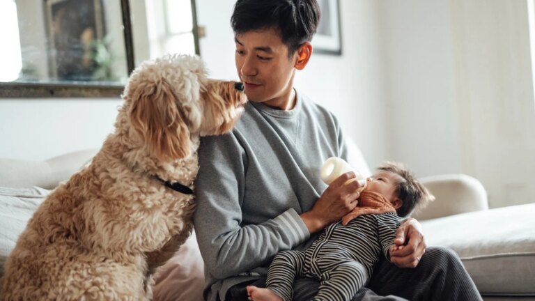 Bringing home baby: Hvordan forberede hunden din pÃ¥ en ny ankomst
    

