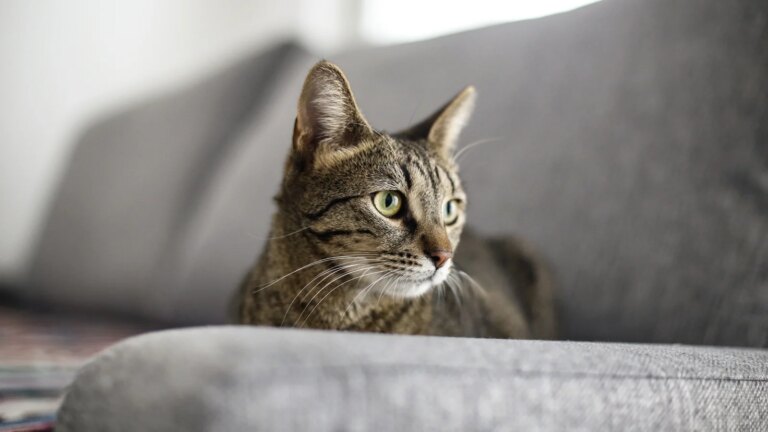 15 ting du aldri visste om katter
    

