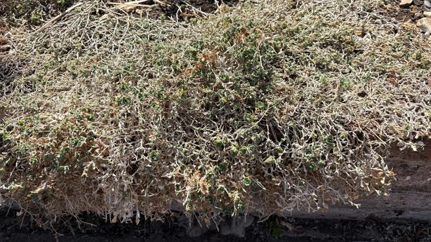 en sorched plante