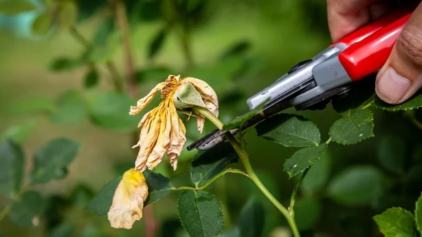 En mann dreper en rosebusk om sommeren