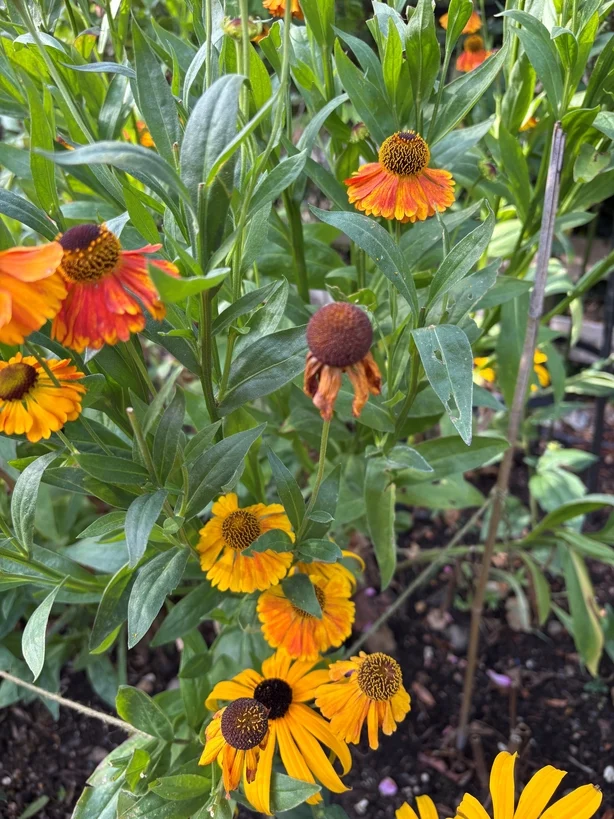 Tørkede blomster i en hage